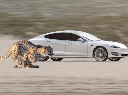 Автомобили Tesla научат принимать "стойку гепарда"
