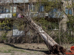 В Днепре на Софьи Ковалевской дерево рухнуло на балкон квартиры
