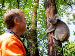 Спасенных из пожаров в Австралии коал вернули в дикую природу