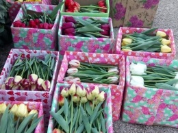 Никитский ботсад подарил тюльпаны медикам Крыма (ФОТО)