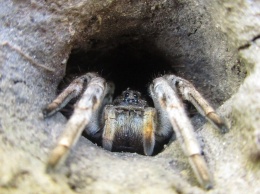 В Запорожье большие пауки все чаще становятся "непрошенными" гостями (ФОТО)