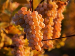 "Таврия" отказывается от выращивания винограда на Херсонщине и сокращает людей - карантин
