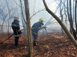 Ущерб от пожара в Чернобыльской зоне отчуждения уже оценивается в десятки миллионов, он еще не потушен