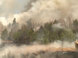 Задержаны пироманы, устроившие масштабный лесной пожар на Житомирщине