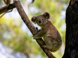 Пострадавшие в австралийских пожарах коалы возвращаются домой (ФОТО)