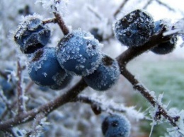 В Украину идут заморозки: спасатели предупредили о резком ухудшении погоды