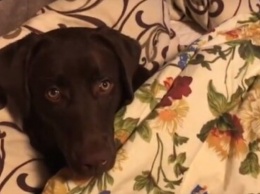 Сеть хохочет, глядя на пса, терпеливо уплетающего таблетки с руки хозяина (видео)