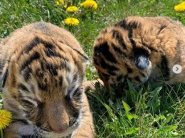 В мелитопольском зоопарке выхаживают тигрят, от которых отказалась мама
