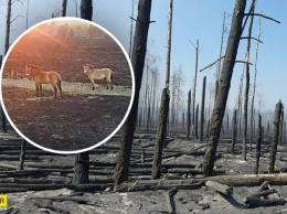 Из-за пожаров в Чернобыльской зоне страдают лошади Пржевальского (ФОТО, ВИДЕО)