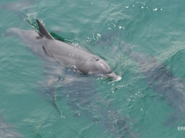 В одесский порт заплыли дельфины