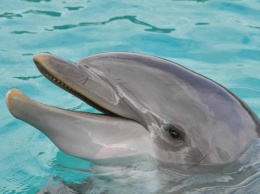 Восстановление природы: в одесском порту появились дельфины (видео)