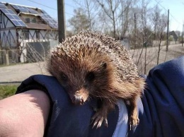 В Киеве из горящей травы спасли ежика