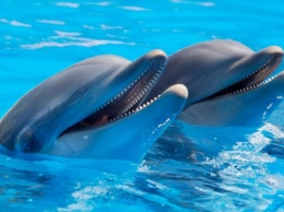 Карантин «почистил» Черное море: дельфины охотились у причала в порту Одессы. ВИДЕО