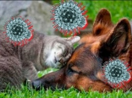 Владельцы котов и собак бессимптомно переносят коронавирус COVID-19. Любопытное исследование