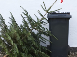 Курьез: в Запорожье продолжают выбрасывать новогодние елки (ФОТО)