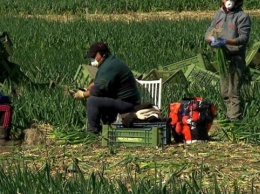 В Австрии фермер "закрыл на карантин" 15 украинских работников