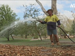 В столице Австралии придумали, как спасти деревья во время засухи (видео)