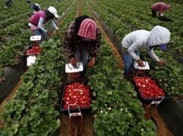 Европа столкнулась с проблемами со сбором урожая из-за пандемии