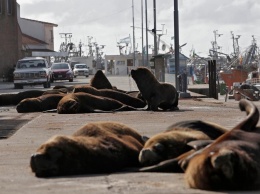 На асфальт пустого города в Аргентине из моря вышли осмелевшие львы. Фото