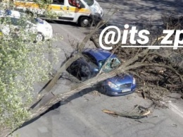 В центре Запорожья на автомобиль во время движения рухнуло дерево