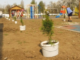 В детском саду Покрова родители и активисты высадили более 30 туй и берез