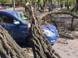 В Запорожье упавшее дерево придавило автомобиль (фото)