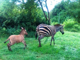 В кенийском национальном парке родилось редкое животное - зонки (фото)