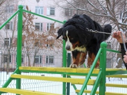 В Днепре просят создать новую площадку для выгула и тренировки собак