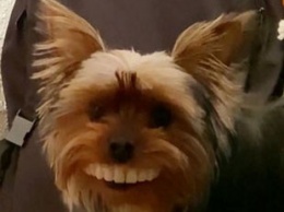 Собака стащила вставную челюсть хозяина и насмешила сеть голливудской улыбкой