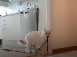 А вы знаете, чем занимается кошка одна? Мужчина выложил в сеть видео со скрытой камеры - вы не поверите