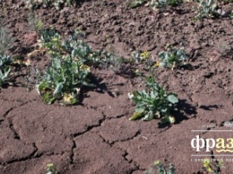 На юге Одесской области гибнет урожай. Ситуация катастрофическая