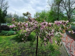В Мелитополе цветет экзотическое дерево (фото)