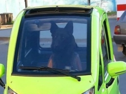 За рулем необычного авто заметили собаку (фото)