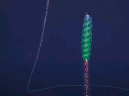 У рифов Австралии ученые нашли 30 новых видов и самую длинную сифонофору. Фото и видео