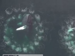 Горбатые киты делают "сети" для рыбы из пузырей воздуха