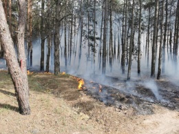 На Николаевщине за сутки спасатели дважды выезжали тушить пожары в лесу (ФОТО)