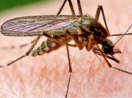 Как отбить «нюх» у комаров