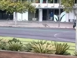 По центральной улице опустевшего австралийского города-миллионника гуляет кенгуру: видео