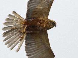 На Днепропетровщине зоологи фотографируют редких птиц