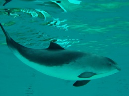 Возле Бердянской косы заметили пару дельфинов-азовок, - ВИДЕО