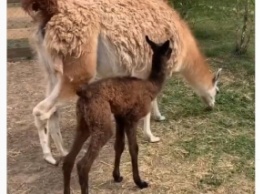 В мелитопольском зоопарке на свет появился детеныш ламы (фото, видео)