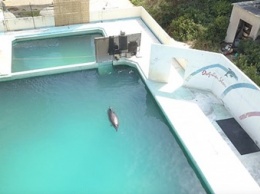 В Японии умер самый одинокий дельфин