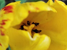 Никополь украсили цветущие тюльпаны