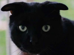 Грустный кот с необычными ушами очаровал пользователей cети