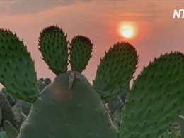 Производители кактусов в Мексике выбрасывают урожай из-за коронавируса