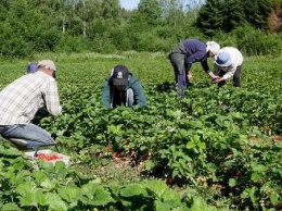 Финские хозяйства нуждаются в 20 000 иностранных наемных работников