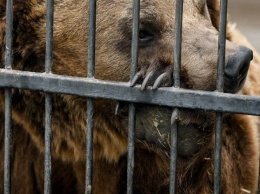 В зоопарке Запорожской области рассказали о медведе со сложной судьбой
