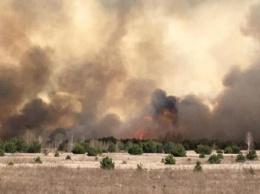 Горит лес и сухая трава: под Киевом заметили несколько масштабных пожаров - соцсети (ВИДЕО)