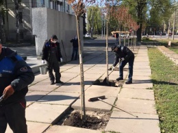 «Жизнь продолжается»: возле исторического музея Днепра высадили молоденькие сакуры (ФОТО)