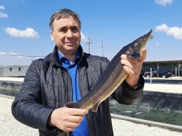 С начала года в Крыму выращено почти 1600 тонн рыбы